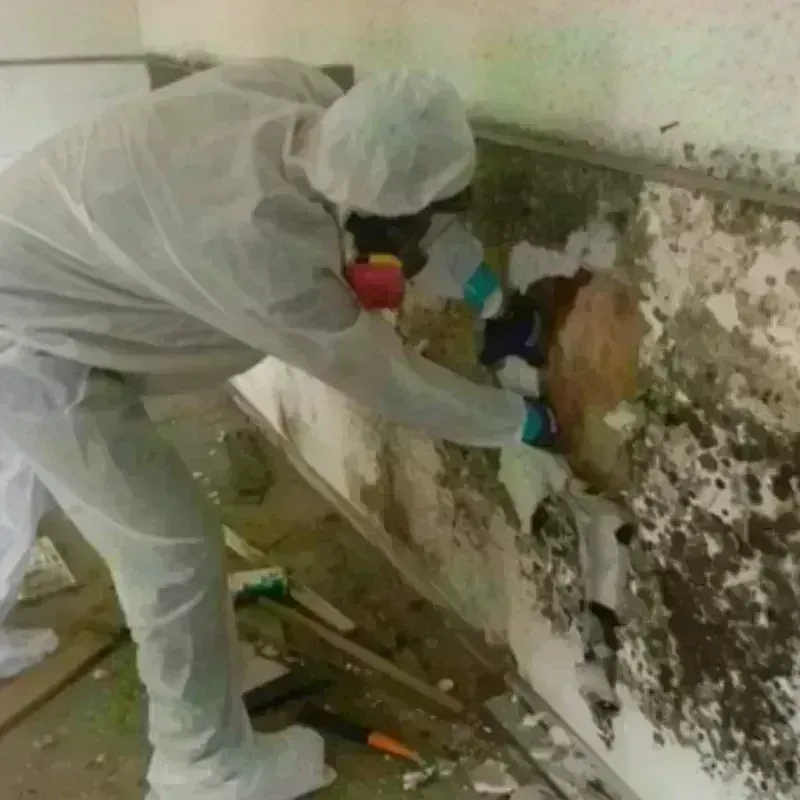 Mold Remediation and Removal in Guthrie Center, IA